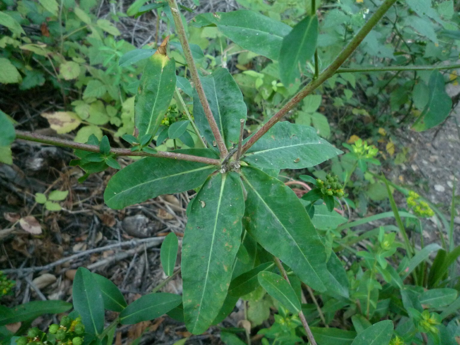 High Resolution Euphorbia crenulata Leaf